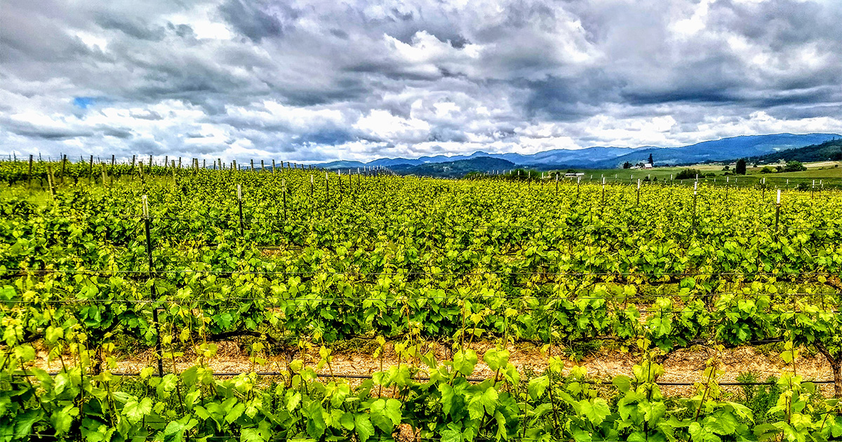 Watching the clouds roll over the Coast Range while the vines soak up the morning