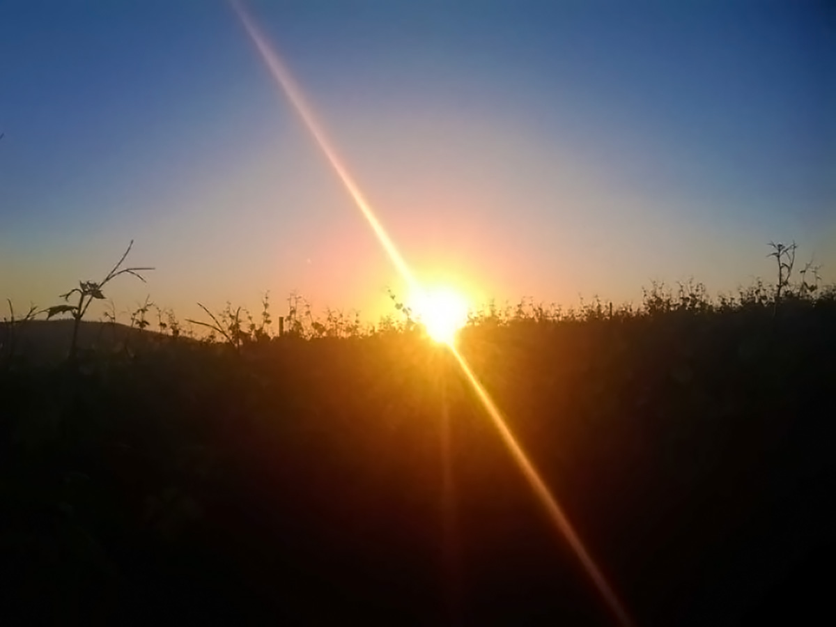 Sunrise over the vines