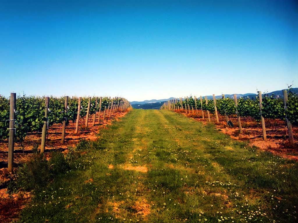 In the Vines
