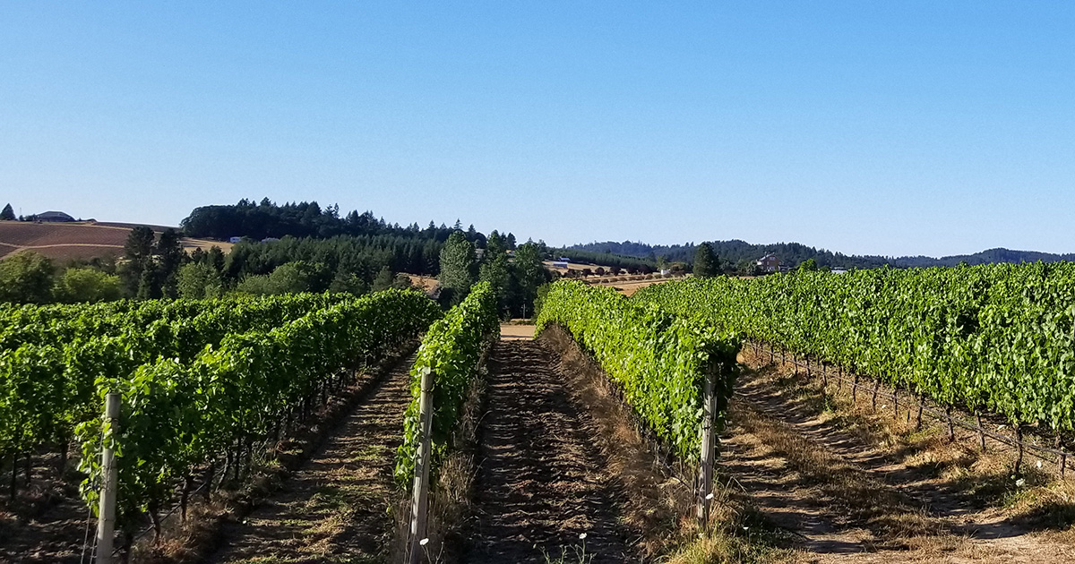 Rows of Pinot