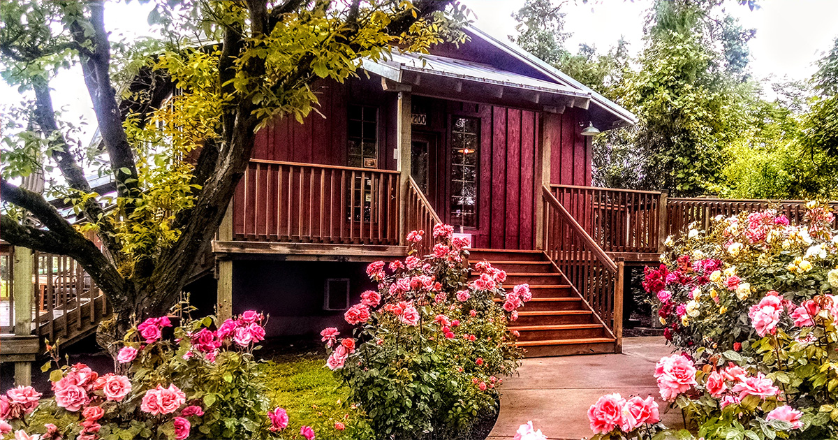 Vineyard Ceremony Setup