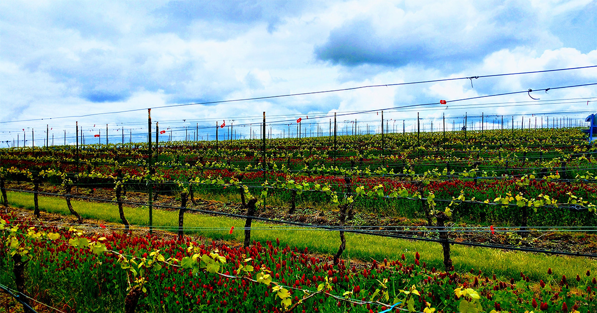 Vines and Clover