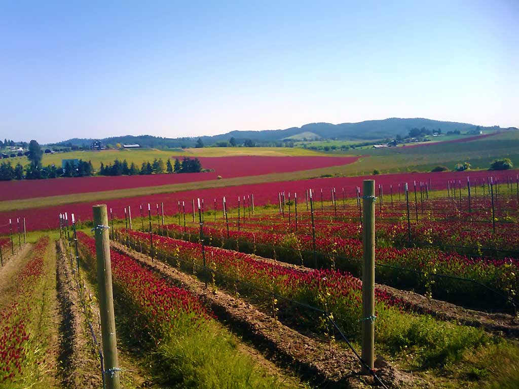 Vineyard With Crimson Clover